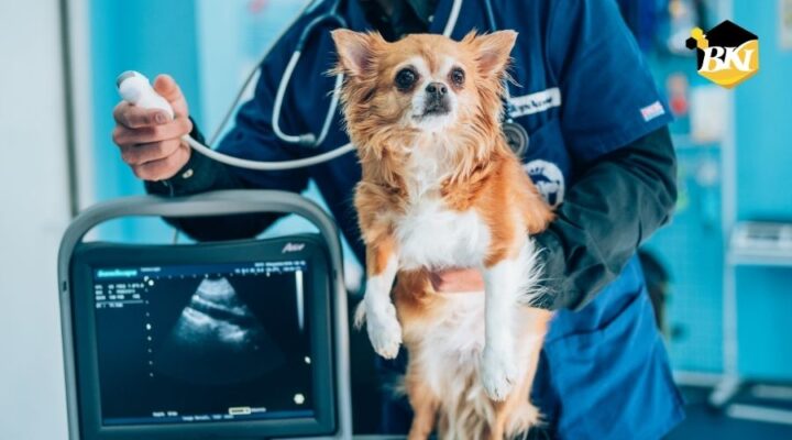 Tuyển sinh Trung cấp Thú y