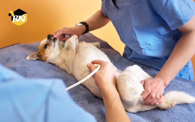 Mục tiêu đào tạo Trung Cấp Thú Y hệ 9+