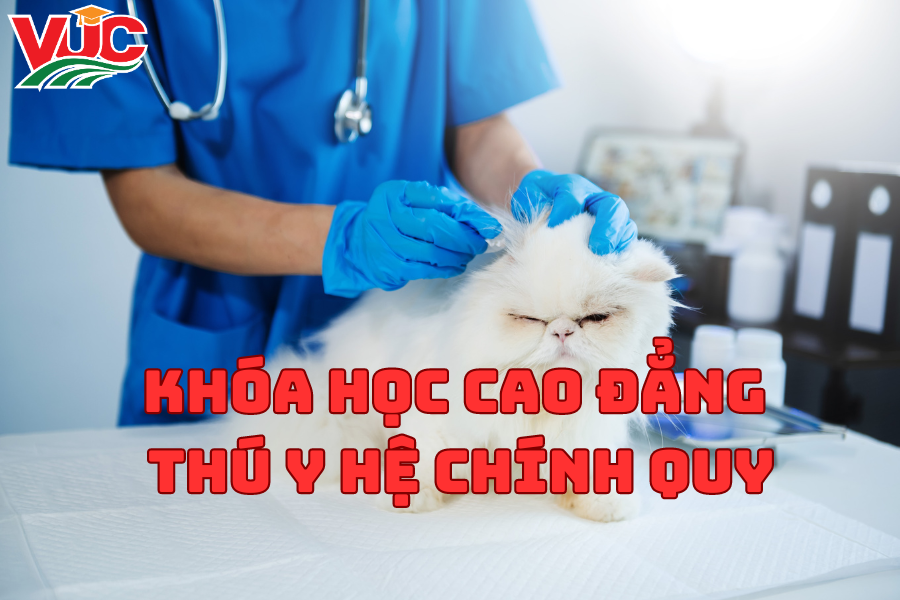 Tham Gia Khóa Học Cao Đẳng Thú Y Hệ Chính Quy