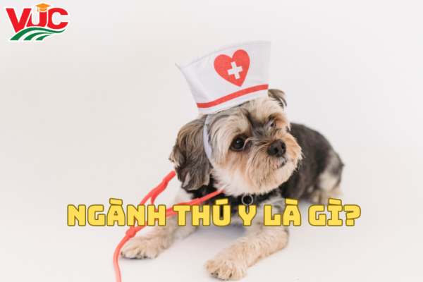 Ngành Thú Y Là Gì? Học Ngành Thú Y Ra Trường Làm Gì?