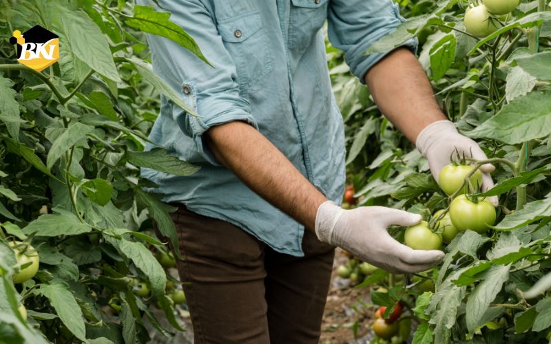 Tuyển Sinh Trung Cấp Bảo Vệ Thực Vật - Xét Tuyển Học Bạ 6 Lợi ích khi học Trung Cấp Bảo Vệ Thực Vật