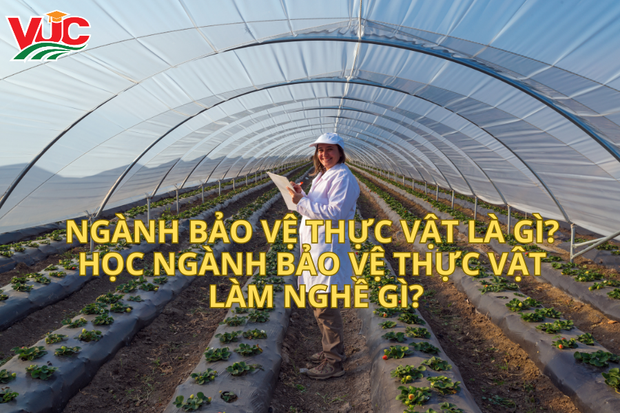 Ngành Bảo Vệ Thực Vật là gì? Học Ngành Bảo Vệ Thực Vật làm nghề gì?