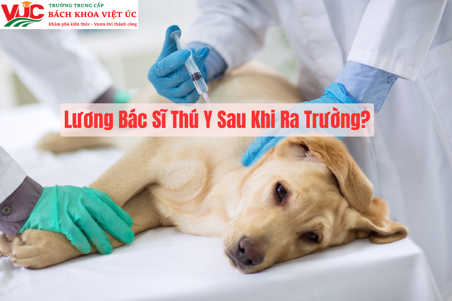 Lương Bác Sĩ Thú Y Sau Khi Ra Trường?