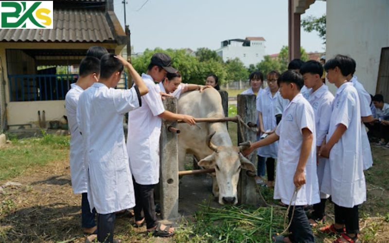 Lý Do Nên Chọn Khóa Học Trung Cấp Nghề Thú Y Chính Quy?