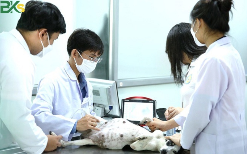 Các hệ đào tạo trung cấp thú y tại trường Bks?