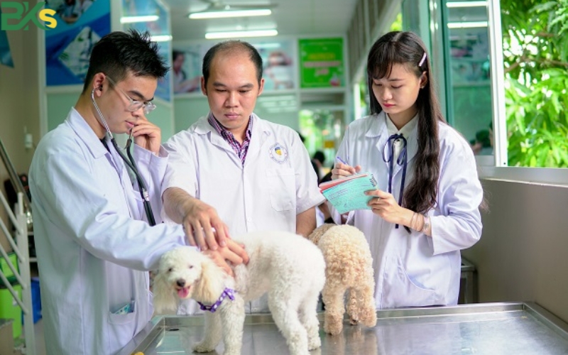 Cơ hội việc làm sau khi tốt nghiệp trung cấp Thú y