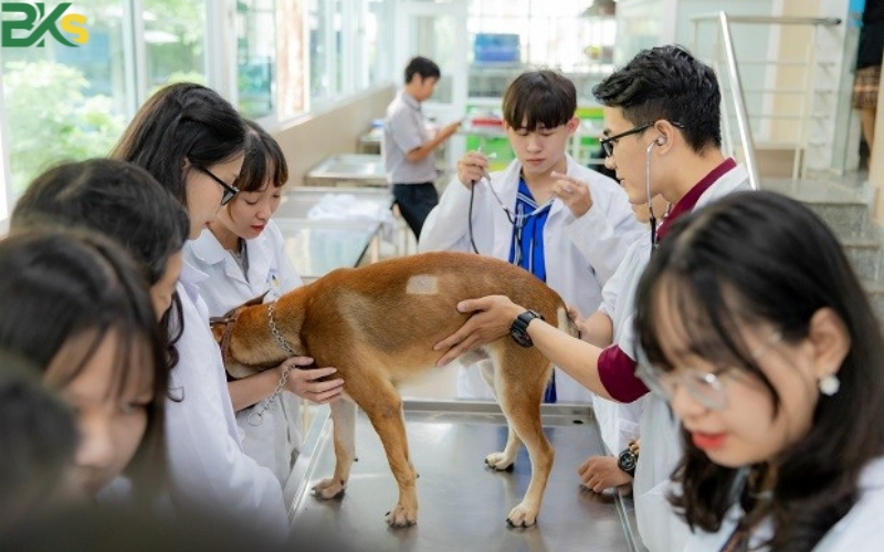 Điều kiện xét tuyển Trung cấp Thú y