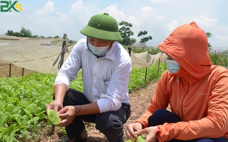Khóa học trung cấp Trồng trọt bảo vệ thực vật uy tín, giá rẻ tại Gò Vấp? 5 Ngành học Trồng trọt và Bảo vệ thực vật là gì? Học để làm gì?
