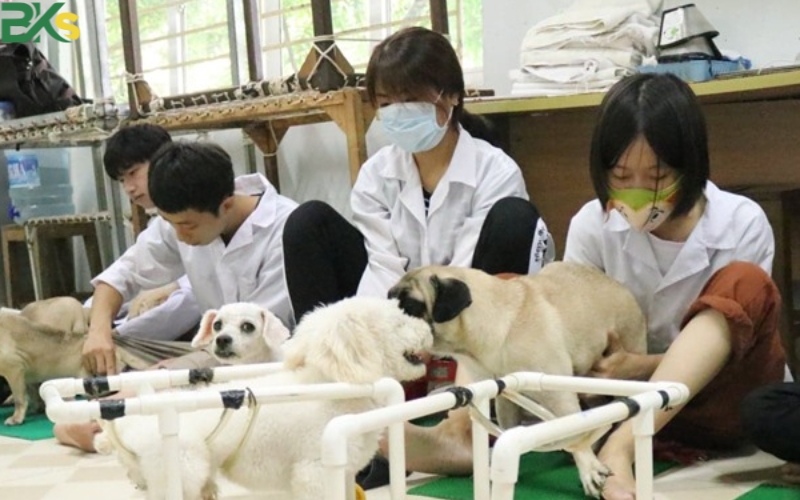 Trung cấp Thú y là gì? Học trong bao lâu?