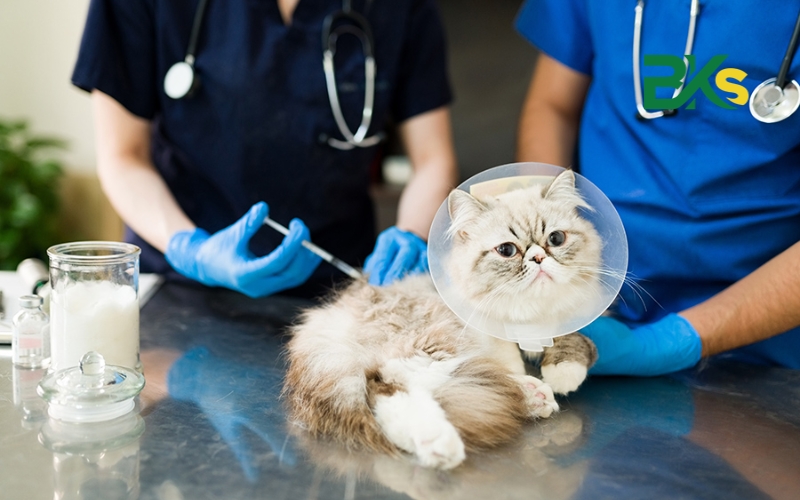 Ai phù hợp học Cao đẳng thú y