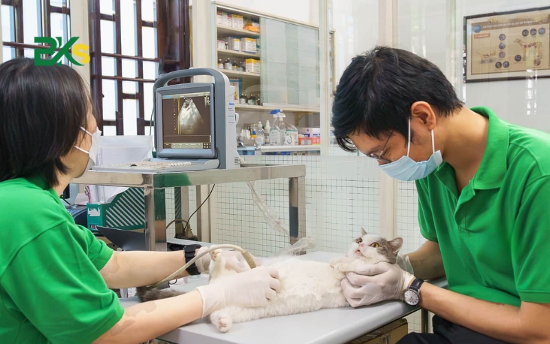 Nên học Trung cấp thú y ở đâu? 6 Học Trung cấp thú y tại trung cấp Công nghệ Bách khoa