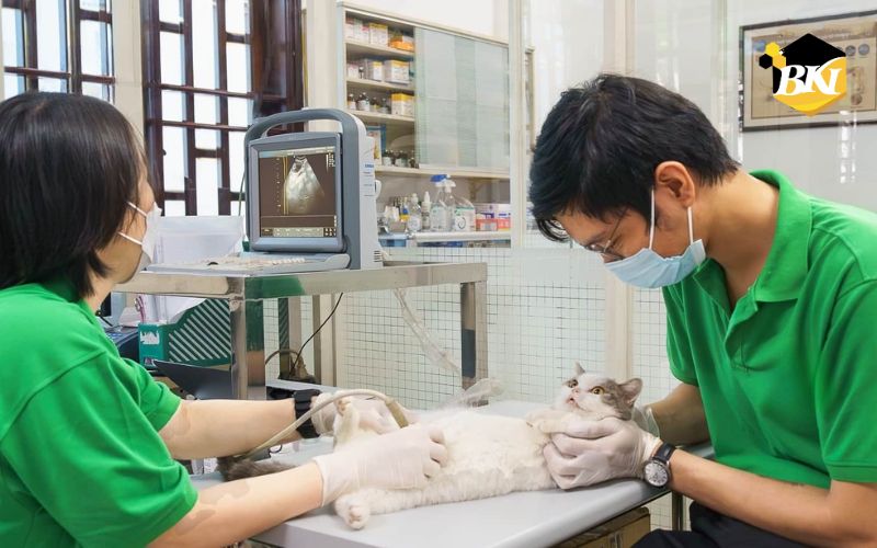 Nên học Trung cấp thú y ở đâu? 6 Học Trung cấp thú y tại Tuyển sinh Trung cấp BKI