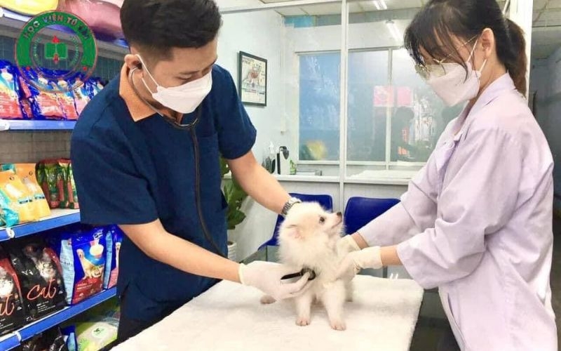 Học từ xa Trung cấp Thú Y linh hoạt - Nhận bằng chính quy 4 Học từ xa Trung cấp Thú Y năm 2026 liệu có mạo hiểm?