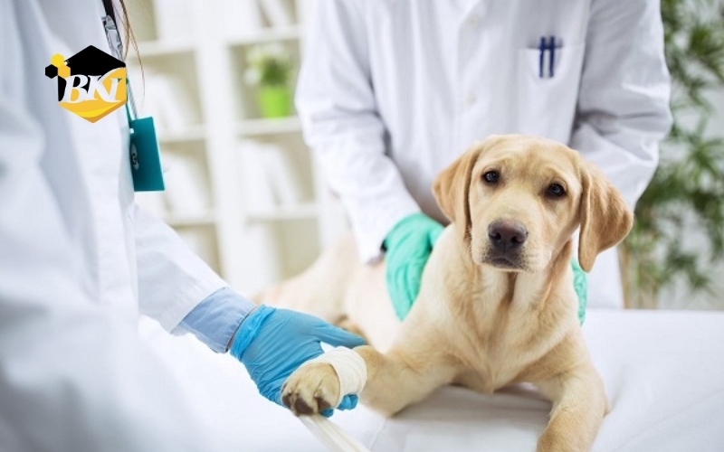 Đào tạo Trung cấp Thú Y hệ văn bằng 2 là gì?