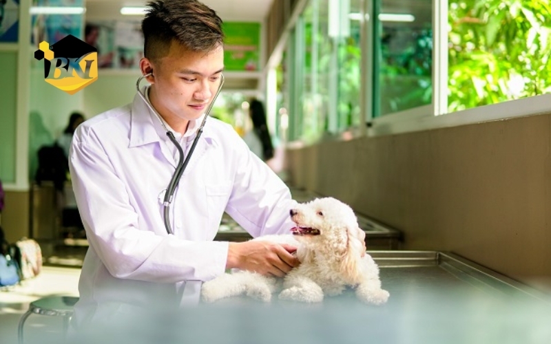Học tại trường đào tạo ngành Thú y từ xa miền Nam có thực sự đảm bảo tay nghề?
