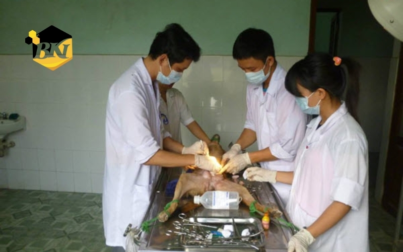 Điều kiện vào Cao đẳng ngành Thú y xét học bạ