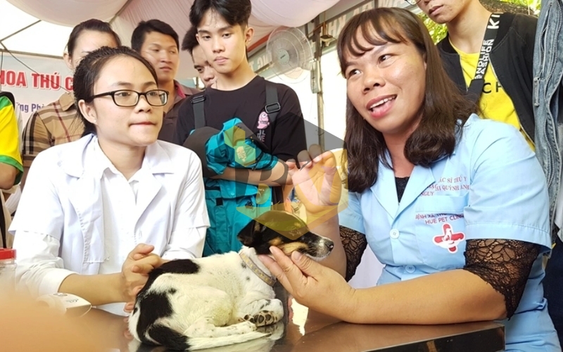 Liên thông Bác sĩ Thú Y hệ từ xa: Học bao lâu? Chi phí bao nhiêu? 7 Thông tin liên thông Bác sĩ Thú Y hệ từ xa tại BKI