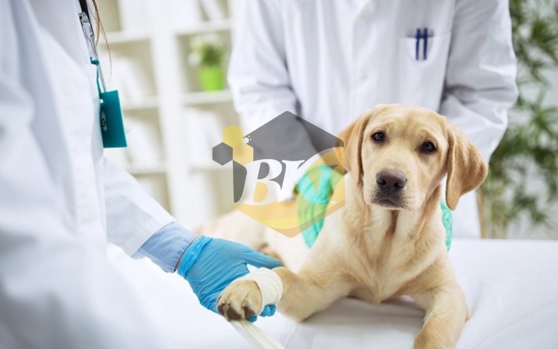 Liên thông Bác sĩ Thú Y hệ từ xa: Học bao lâu? Chi phí bao nhiêu? 6 Bằng cấp liên thông Bác sĩ Thú Y hệ từ xa có đúng giá trị pháp lý?