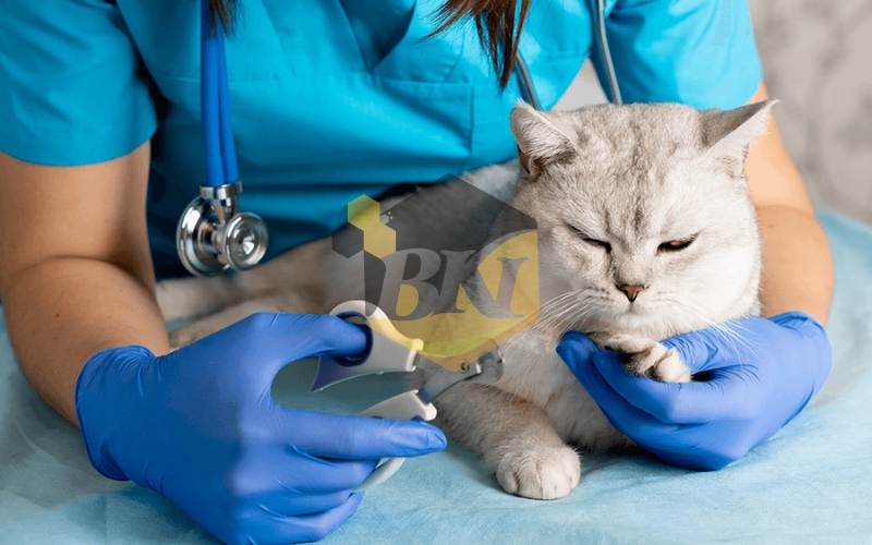 Liên thông Bác sĩ Thú Y hệ từ xa: Học bao lâu? Chi phí bao nhiêu? 5 Chương trình liên thông Bác sĩ Thú Y hệ từ xa vận hành như thế nào và có ưu điểm gì?